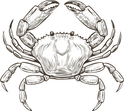 Hand drawn engraving style vector illustration of a crab with spread claws