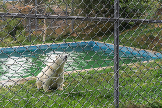 A fence with a polar bear sitting on the grass near the pool in the background