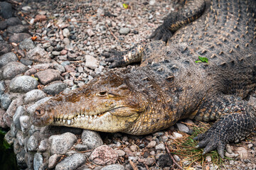 Fototapeta premium An adult crocodile lies on rocks