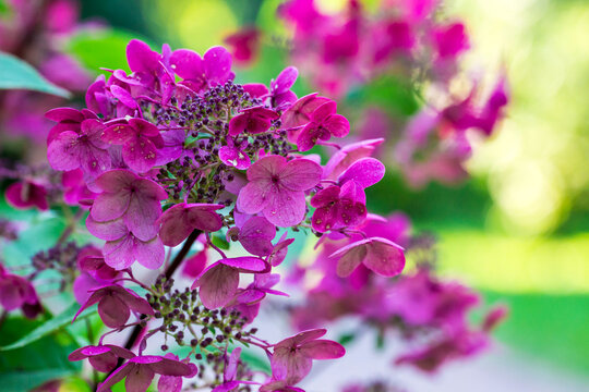 pink hydrangea on a blurred background. colorful plantation photo. natural beauty. close-up. free space. space for text. design template. bokeh.