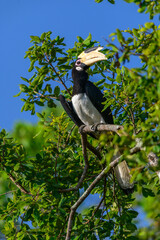 Fototapeta premium A Malabar pied hornbill perches on a tree branch amid lush green foliage in Yala National Park, Sri Lanka