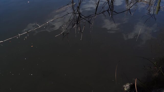 Leafless branches and vegetation stand before a body of water lit by daylight. The water is rather calm, moving only slightly.