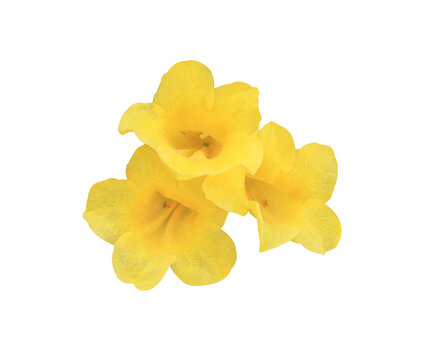 Yellow elder or Yellow bells or Trumpet vine flowers. Close up yellow flowers bouquet isolated on transparent background	