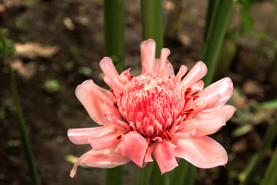 Pink Kecombrang, Torch Ginger Flower or Bunga Kantan