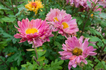 Obraz premium purple chrysanthemum close-up. on a blurred background