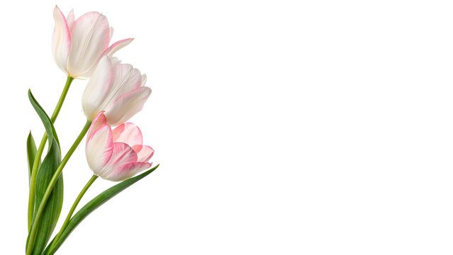 Three tulips in pink and white colors stand together with green stems isolated on transparent background