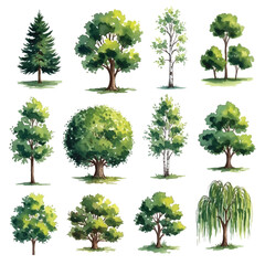 Fototapeta premium A set of isolated oak trees with green leaves and strong trunks growing naturally in a forest environment
