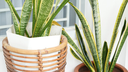 Sansevieria zeylanica, mother in law tounge, snake plant, dracaena trifasciata or Lidah Mertua. Summer indoor plant and urban forest