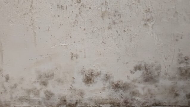 ​Dirty white concrete wall texture with mold and damp patches caused by water damage and high humidity.