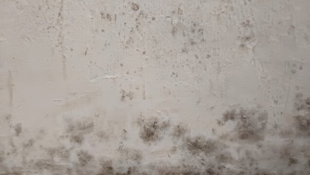 ​Dirty white concrete wall texture with mold and damp patches caused by water damage and high humidity.