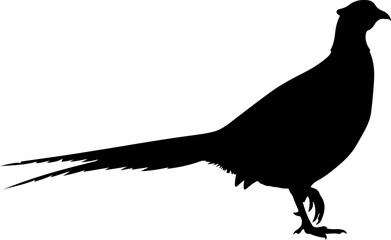 Obraz premium Pheasant silhouette vector illustration
