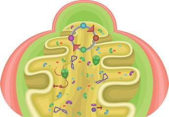 Mitochondrial Matrix Showing Enzymes
