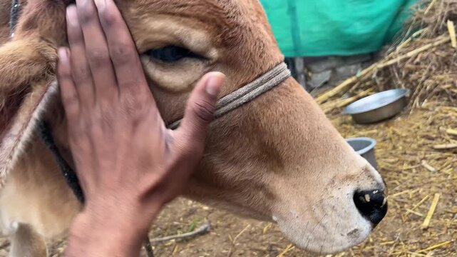 Close up portrait of a young brown cow calf being petted by a hand in a rural farm