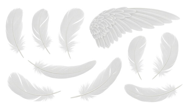Realistic white feather vector set isolated on transparent background with soft down plumes