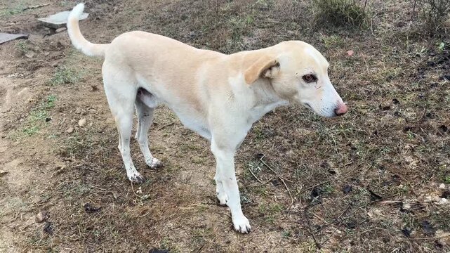 Portrait of a light brown Indian pariah dog standing on a dry rural dirt road