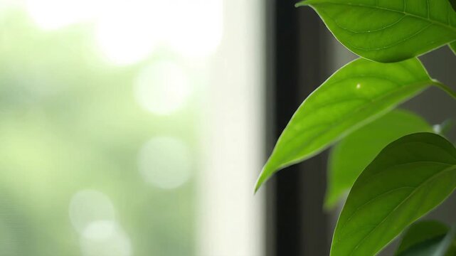 Green plant leaves on right with soft bokeh background and copy space
