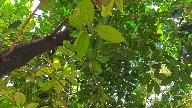 Low angle view of the dense green foliage of a Black Sapote tree canopy.