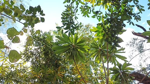 Large green leaves of a Mamey Sapote tree in a tropical environment.