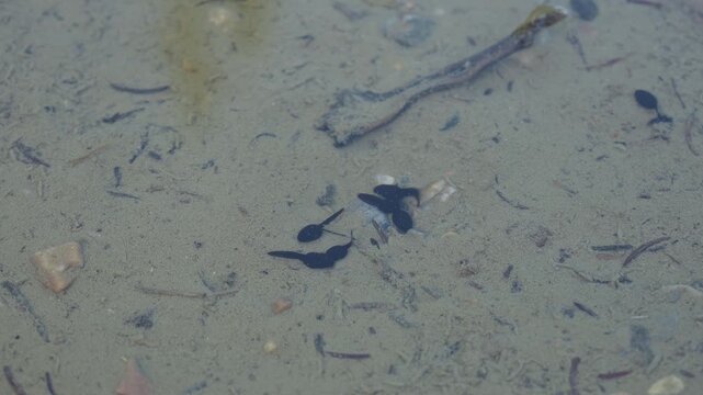 Real-time video of black tadpoles moving in shallow natural water showing organic aquatic behavior and life in motion.