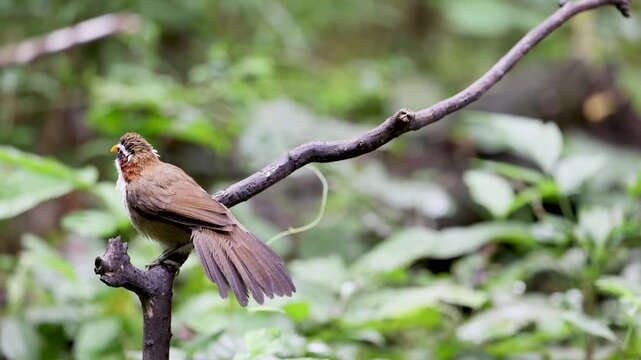 White-browed Scimitar Babbler on a branch