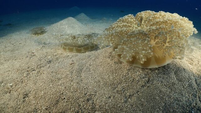 Cassiopea andromeda jellyfish underwater swim mediterranean sea jelly fish