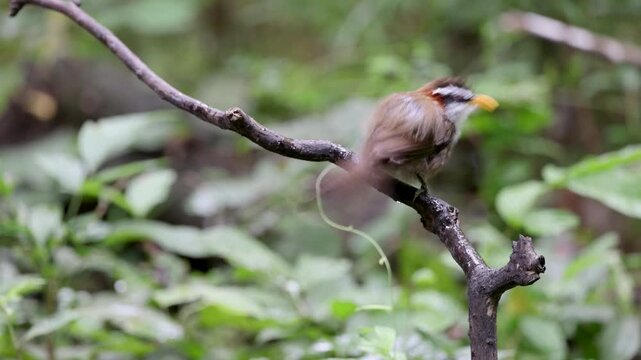 White-browed Scimitar Babbler on a branch