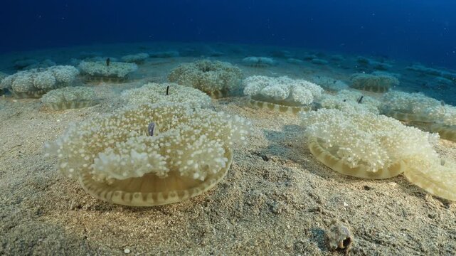 Cassiopea andromeda jellyfish underwater swim mediterranean sea jelly fish