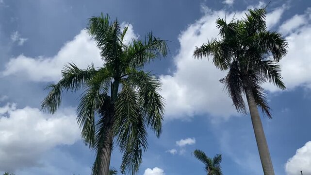 Many areca palm trees. You can see the appearance of the areca palm trees standing tall with the background of a blue sky.