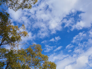 Obraz premium 冬の昼の公園の森と綺麗な青空の風景