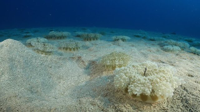 Cassiopea andromeda jellyfish underwater swim mediterranean sea jelly fish