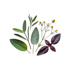 Botanical illustration featuring delicate leaves and small flowers in a natural style.