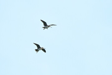 Minimalist wildlife photo of two birds flying together against a clear blue sky. Concept of freedom, migration, companionship, and open space background.