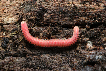 朽ち木裏に鮮やかなピンク色をした土壌動物アカヒラタヤスデ（科・自然環境下マクロ撮影）
