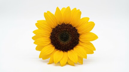 Fototapeta premium Bright yellow sunflower with vibrant petals and a dark center against a clean white background alpha channel with white background