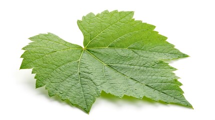 Fototapeta premium Fresh green grape leaf isolated on a white background showcasing its intricate vein patterns and natural texture png with transparency