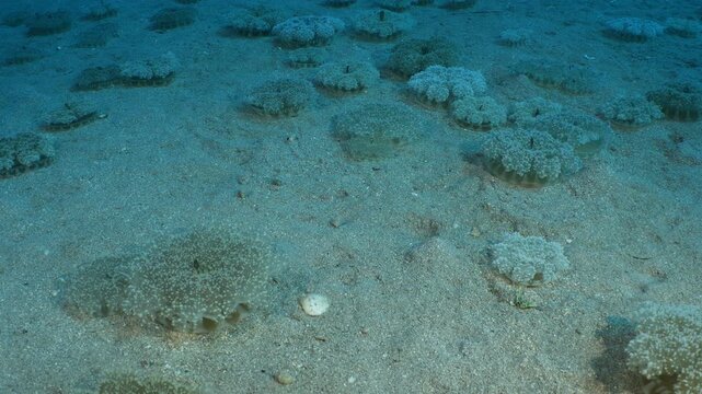 Cassiopea andromeda jellyfish underwater swim mediterranean sea jelly fish