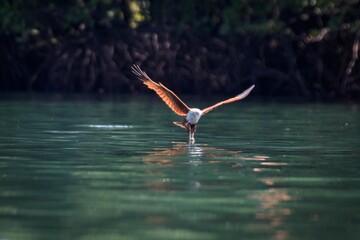The Silent Strike: A Brahminy Kite Gliding Over Still Waters © Bossa Art