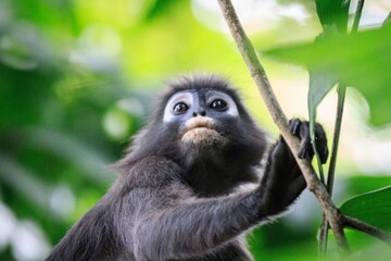 Dusky Leaf Monkey Peering Through Tropical Canopy
