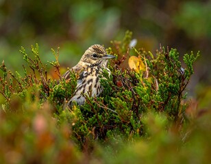 Obraz premium A small, brown bird with distinctive markings sits amidst lush greenery