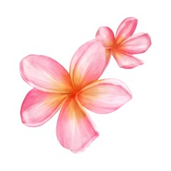 Fototapeta premium A tropical illustration of two plumeria (frangipani) flowers in shades of pink and orange, featuring a soft watercolor blend.