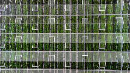Obraz premium Greenhouse aerial drone view from above, large industrial greenhouses for growing vegetables, modern plantation glasshouse area background, agriculture in the Netherlands