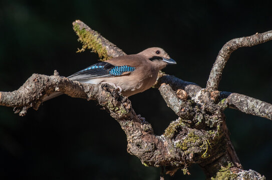 Eurasian jay bird perched on a branch with use of selective focus