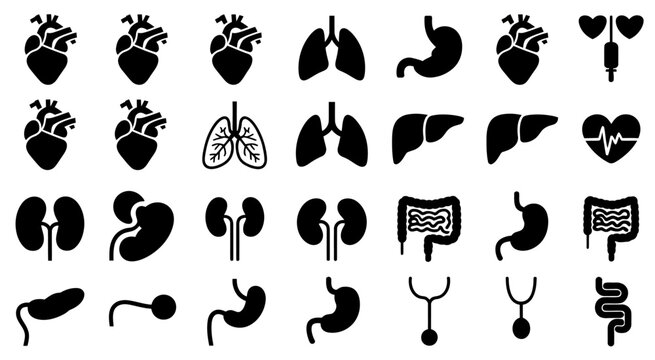 Set of human organ silhouettes featuring kidneys, liver, stomach, and intestines, designed in minimalist vector style for educational, medical, anatomical, and healthcare visual applications.