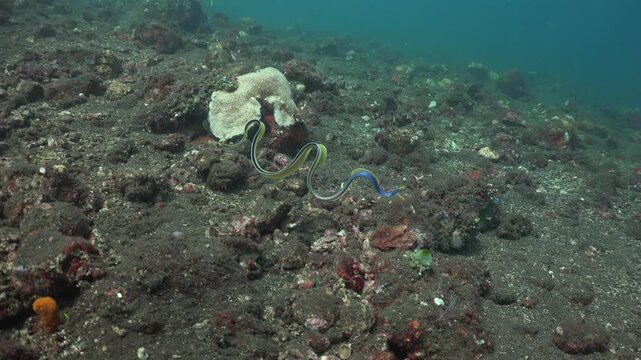 From a distance, the operator spots a swimming ribbon moray eel (Rhinomuraena quaesita) and approaches from the right side. As the camera gets close, a triggerfish attacks the moray several times.