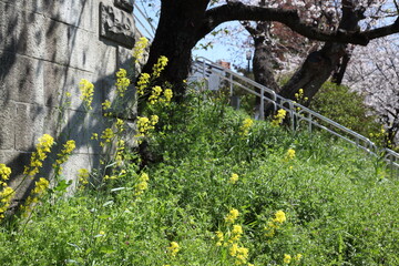 川沿いのセイヨウカラシナとサクラ