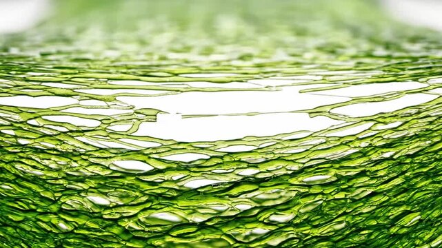 Close-up of vibrant green leafy tendrils densely packed and overlapping, showcasing intricate textures and patterns against a blurred white background