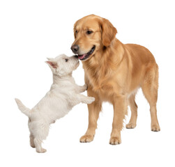 Capturing playful dogs in a warm indoor home environment isolated on transparent background