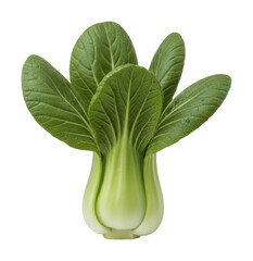 Harvesting fresh bok choy from organic garden vegetables nature isolated on transparent background
