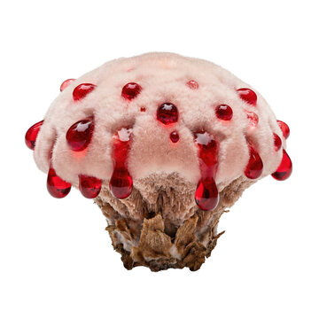 Bleeding tooth fungus with red drops isolated. Hydnellum peckii.