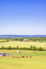 View at cattles on a field in the countryside a beautiful summer day